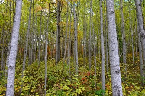 Northwoods Fall Stock Photos
