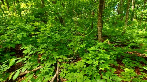 Northwoods Forest Landscape Stock-Footage 59783420