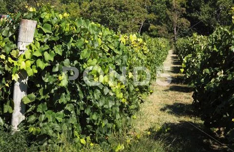 Norton vines (Rappahannock Cellars, Huntly, Virginia, USA) Stock Photos
