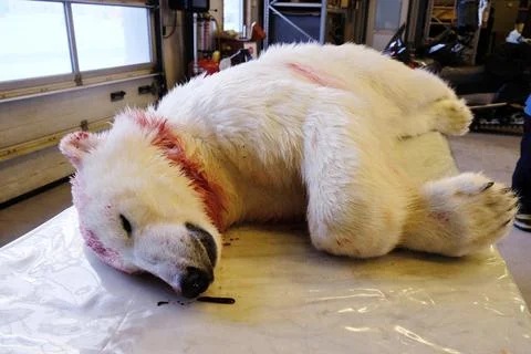 Norway Bear Attack - Mar 2015 Stock Photos