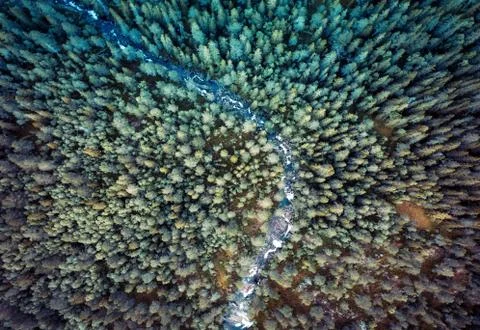 Norway Forest Stock Photos