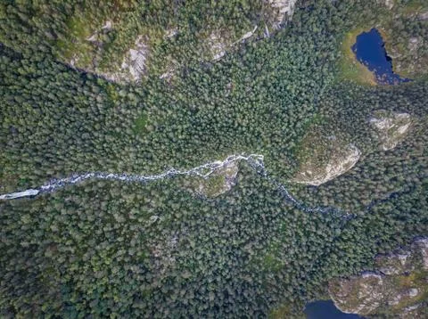 Norway Forest Stock Photos