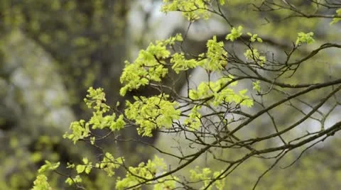 Norway maple (Acer platanoides) Video stock 12678086