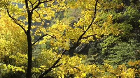 Norway maple (Acer platanoides) Stock Footage 12948005
