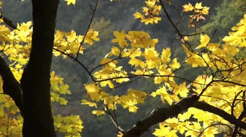 Norway maple (Acer platanoides) Stock Footage 12948746