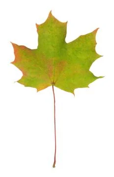 Norway maple, Acer platanoides leaf in autumn colors Stock Photos