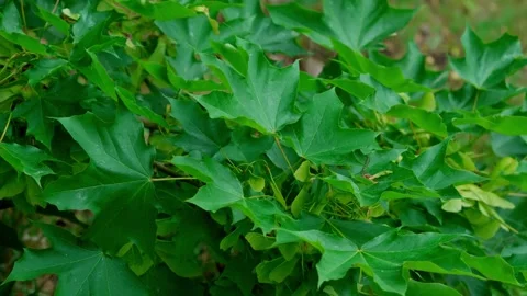 Norway maple Stock Footage 313622050