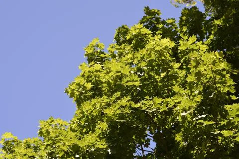 Norway maple Stock Photos