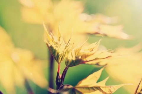 Norway maple, retro filter effect Stock Photos