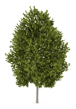 Norway maple tree isolated on white background Stock Illustration