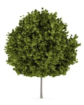 Norway maple tree isolated on white background Stock Illustration
