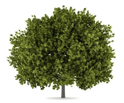 Norway maple tree isolated on white background Stock Illustration