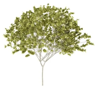 Norway maple tree isolated on white background. 3d illustration Stock Illustration