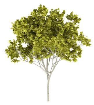 Norway maple tree isolated on white background. 3d illustration Stock Illustration