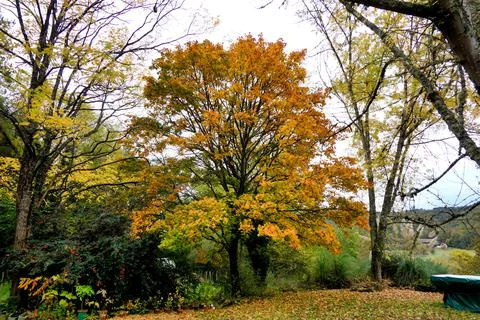 Norway Maple Tree. Stock Photos