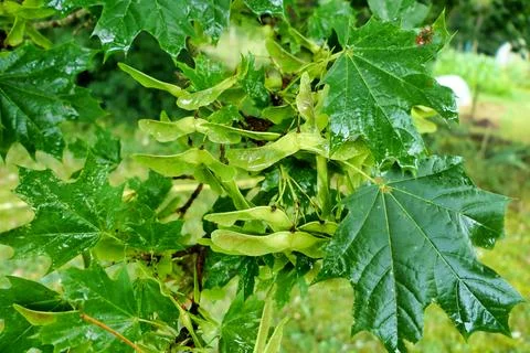 Norway Maple Tree. Stock Photos