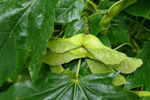 Norway Maple Tree. Stock Photos