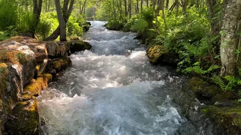 Norway river in forest Stock Footage 308162529