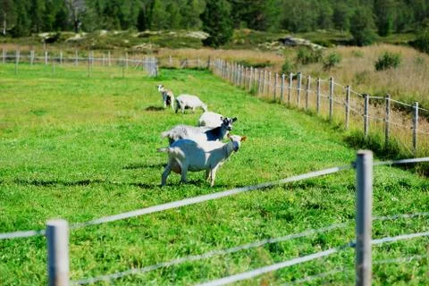 Norway sheep on bordered meadow background Stock Photos