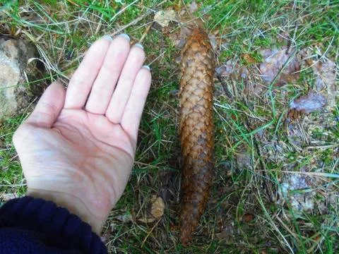Norway spruce cone compared with hand on forest floor Stock Photos