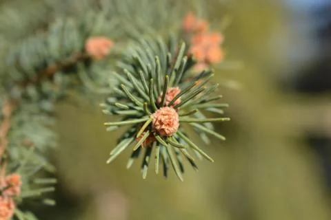 Norway spruce Stock Photos