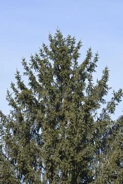 Norway spruce Stock Photos
