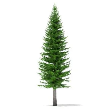 Norway Spruce (Picea abies) 11.3m 3D Model