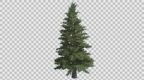 Norway Spruce Picea Abies Branchy Tree Coniferous Evergreen Tree is Swaying at Stock Footage