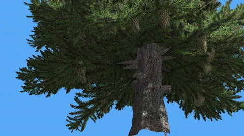 Norway Spruce Picea Abies Thick Trunk Branches Sunny Day Coniferous Evergreen Stock Footage 60142556