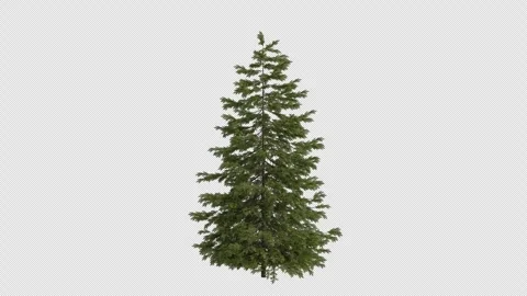 Norway spruce Tree blowing in the wind. Alpha Channel. Loop Animation Stock Footage 276689579