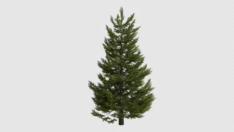 Norway spruce Tree blowing in the wind. Alpha Channel. Loop Animation Stock Footage 316206411