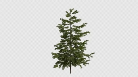Norway spruce Tree blowing in the wind. Alpha Channel. Loop Animation Stock Footage 316206538