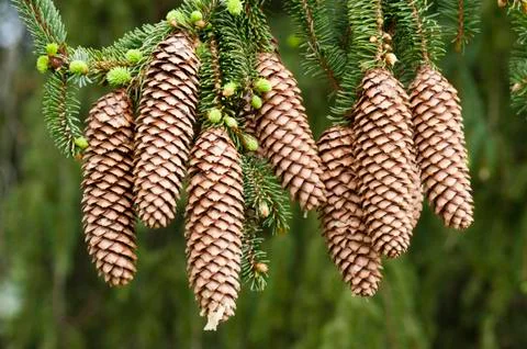 Norway spruce tree Stock Photos
