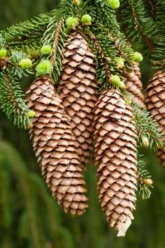 Norway spruce tree Stock Photos