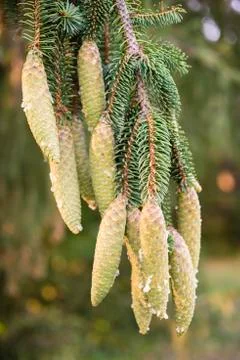 Norway spruce tree pinecones. Stock Photos