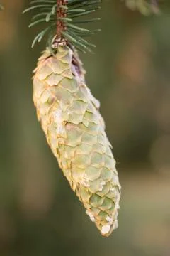 Norway spruce tree pinecones. Stock Photos