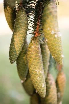 Norway spruce tree pinecones. Stock Photos