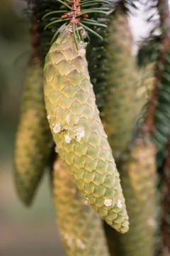 Norway spruce tree pinecones. Stock Photos