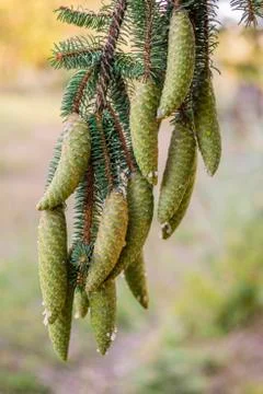 Norway spruce tree pinecones. Stock Photos