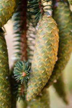 Norway spruce tree pinecones. Stock Photos