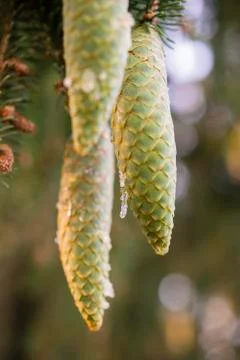 Norway spruce tree pinecones. Stock Photos