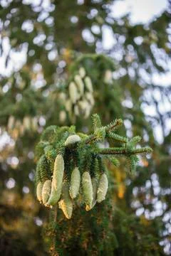 Norway spruce tree pinecones. Stock Photos