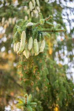 Norway spruce tree pinecones. Stock Photos