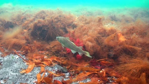 Norwegian cod Stock Footage 102024428