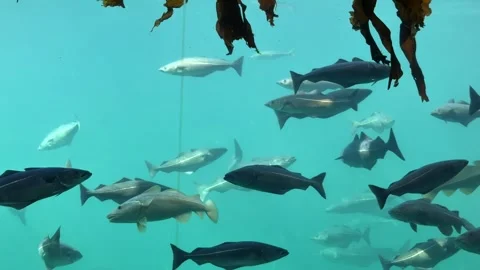 Norwegian Cod Swimming in Aquarium Fish 動画素材 337364555