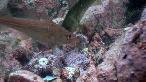 Norwegian codfishes devours the eggs of the sea urchin.  Underwater shot Stock Footage 102027362