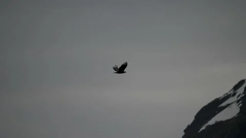 Norwegian eagle flies against the backdrop of mountains in slow-mo Stock Footage 225532932