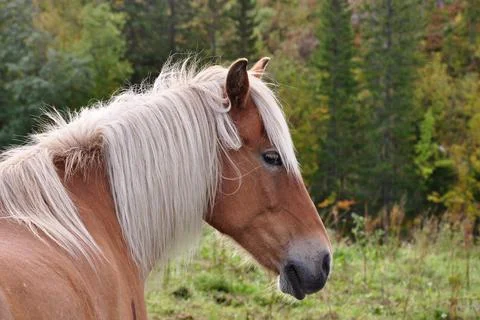 Norwegian Fjord Horse Stock Photos