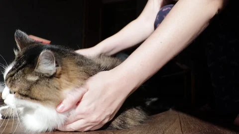 Norwegian forest cat combed wool. Cat gets pleasure from the fact that the hoste Video stock 97188019