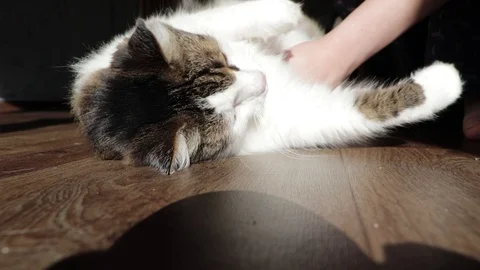 Norwegian forest cat combed wool. Cat gets pleasure from the fact that the hoste Stock-Footage 97188105
